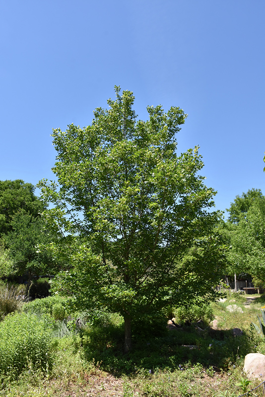 Bigtooth Maple (Acer grandidentatum) at Tagawa Gardens