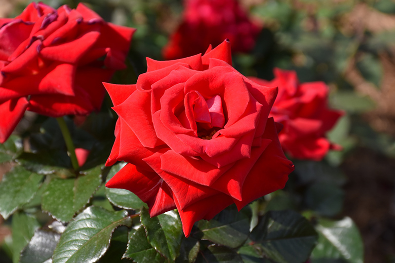 Drop Dead Red Rose (Rosa 'Drop Dead Red') in Denver Littleton Aurora Parker Colorado at Tagawa Gardens