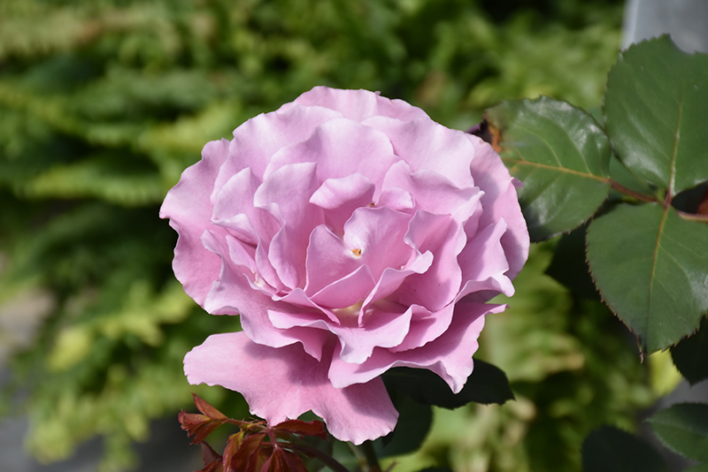 Angel Face Rose (Rosa 'Angel Face') at Tagawa Gardens