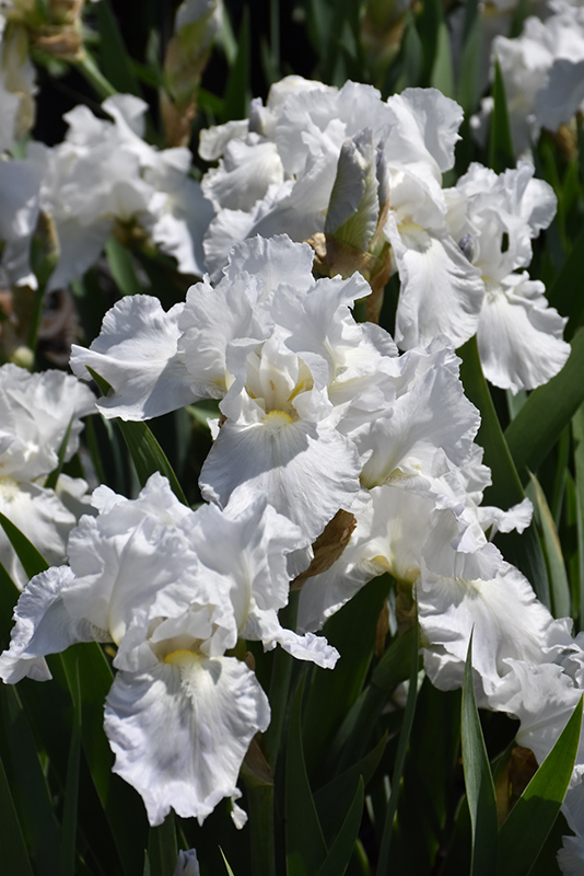 Immortality Iris (Iris 'Immortality') at Tagawa Gardens