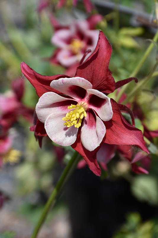Swan Red and White Columbine (Aquilegia 'Swan Red and White') at Tagawa Gardens