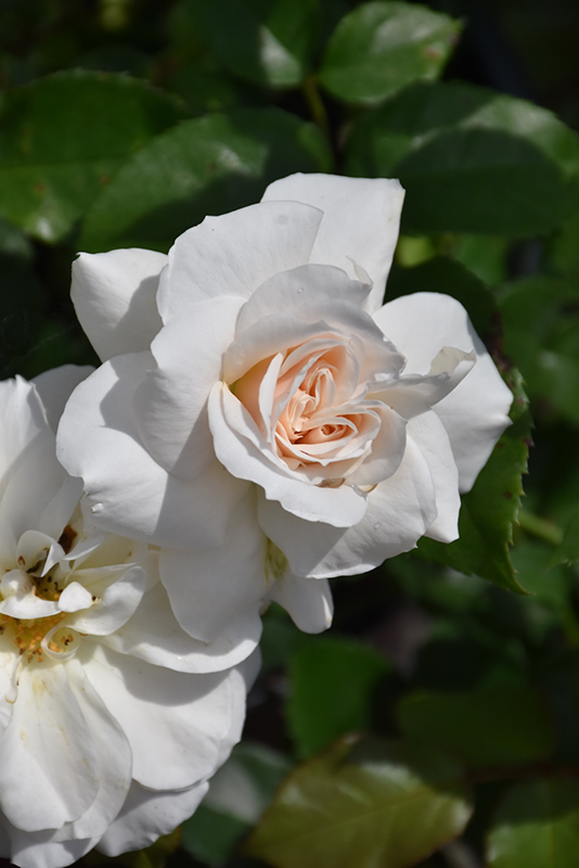 Champagne Wishes Rose (Rosa 'BAIcham') at Tagawa Gardens