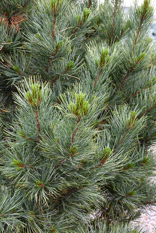 Silver Sheen Swiss Stone Pine (Pinus cembra 'Silver Sheen') at Tagawa Gardens