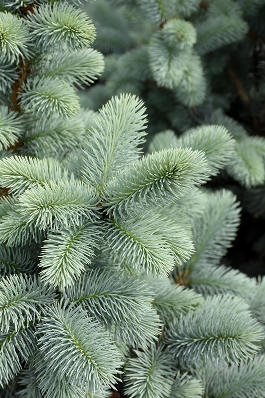 Hoopsii Blue Spruce (Picea pungens 'Hoopsii') at Tagawa Gardens