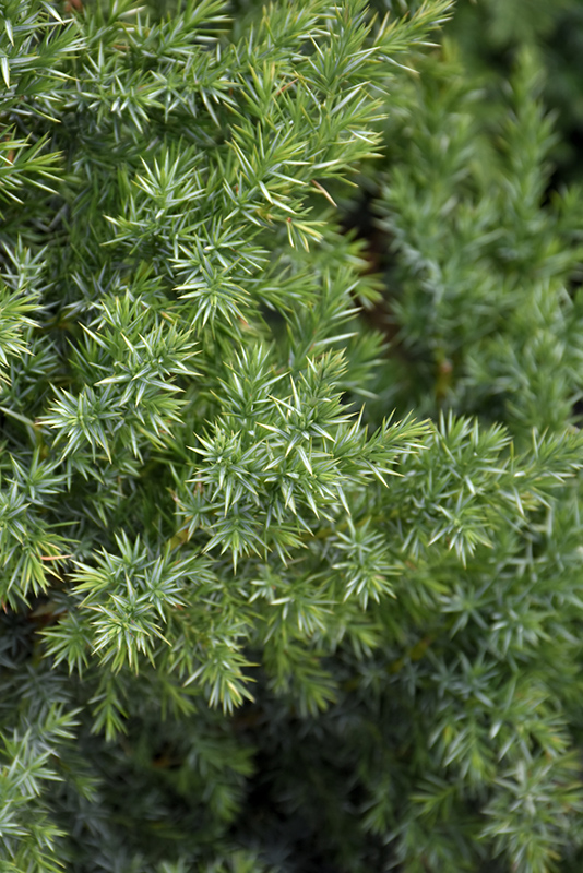 Star Power Juniper (Juniperus 'J.N. Select Blue') at Tagawa Gardens