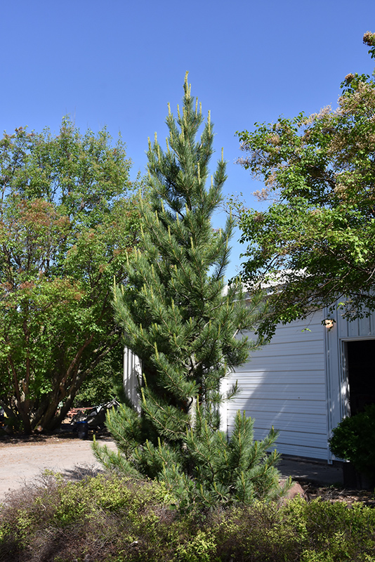 Prairie Statesman Swiss Stone Pine (Pinus cembra 'Herman') at Tagawa Gardens