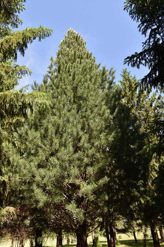 Prairie Statesman Swiss Stone Pine (Pinus cembra 'Herman') at Tagawa Gardens