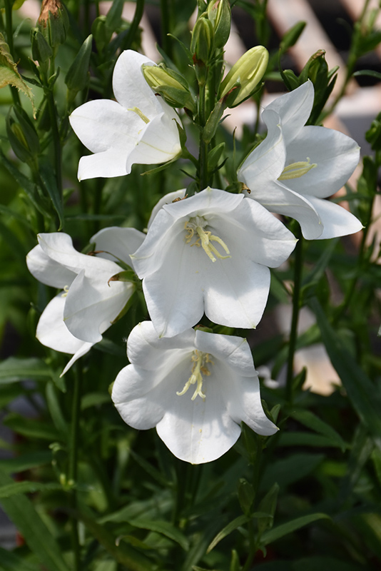 Takion White Peachleaf Bellflower (Campanula persicifolia 'Takion White') at Tagawa Gardens