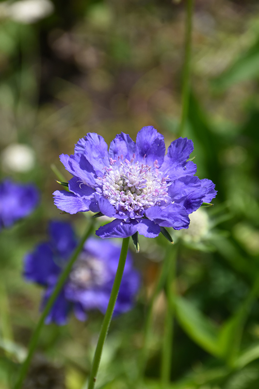 Fama Deep Blue Pincushion Flower (Scabiosa caucasica 'Fama Deep Blue') at Tagawa Gardens