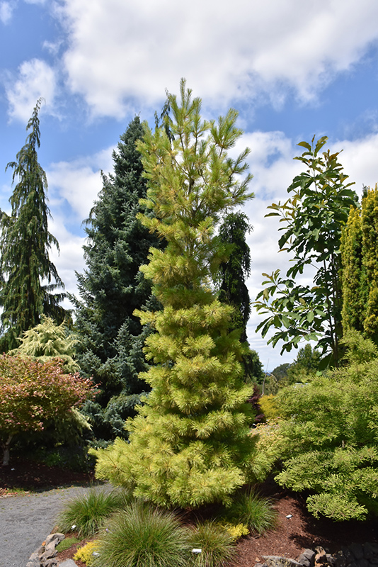 Louie Eastern White Pine (Pinus strobus 'Louie') in Denver Centennial  Littleton Aurora Parker Colorado CO at Tagawa Gardens