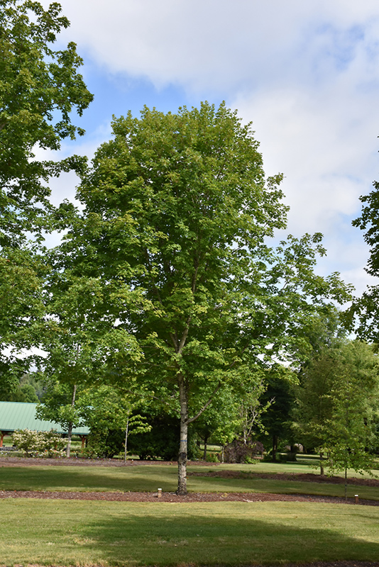 John Pair Sugar Maple (Acer saccharum 'John Pair') at Tagawa Gardens