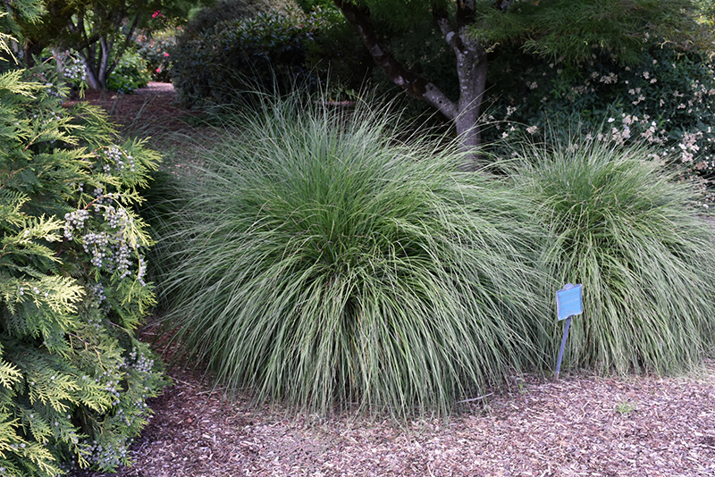 Hameln Dwarf Fountain Grass (Pennisetum alopecuroides 'Hameln') at Tagawa Gardens