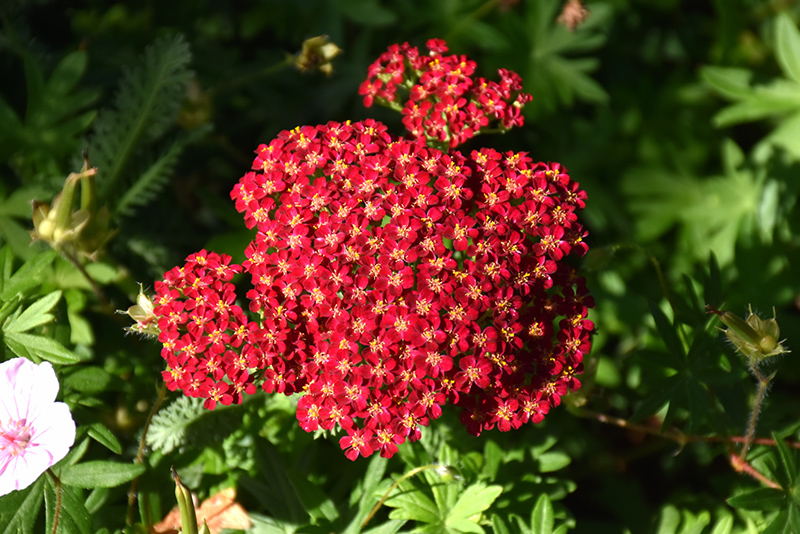 Red Velvet Yarrow (Achillea millefolium 'Red Velvet') at Tagawa Gardens