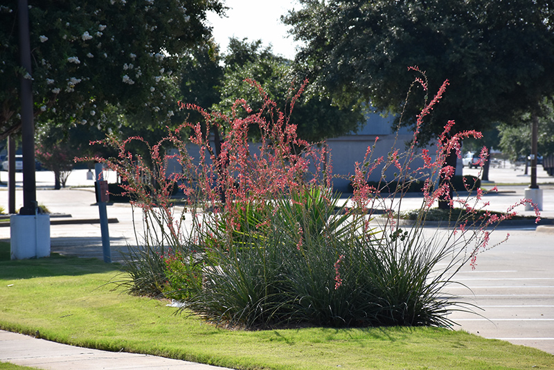 Texas Red Yucca (Hesperaloe parviflora) at Tagawa Gardens