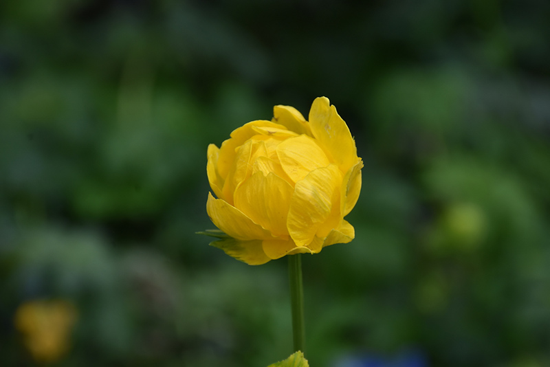 Lemon Queen Globeflower (Trollius x cultorum 'Lemon Queen') at Tagawa Gardens