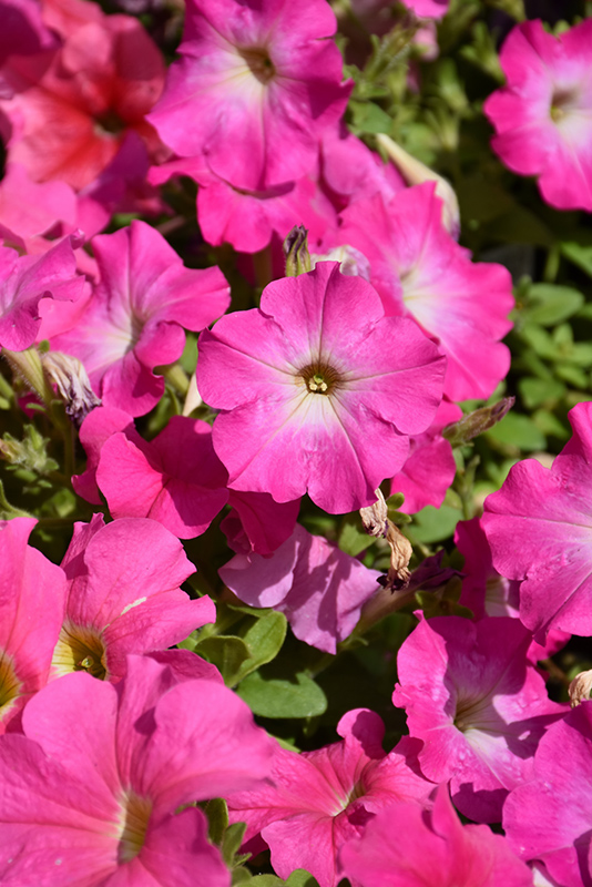 Dreams Pink Petunia (Petunia 'Dreams Pink') at Tagawa Gardens