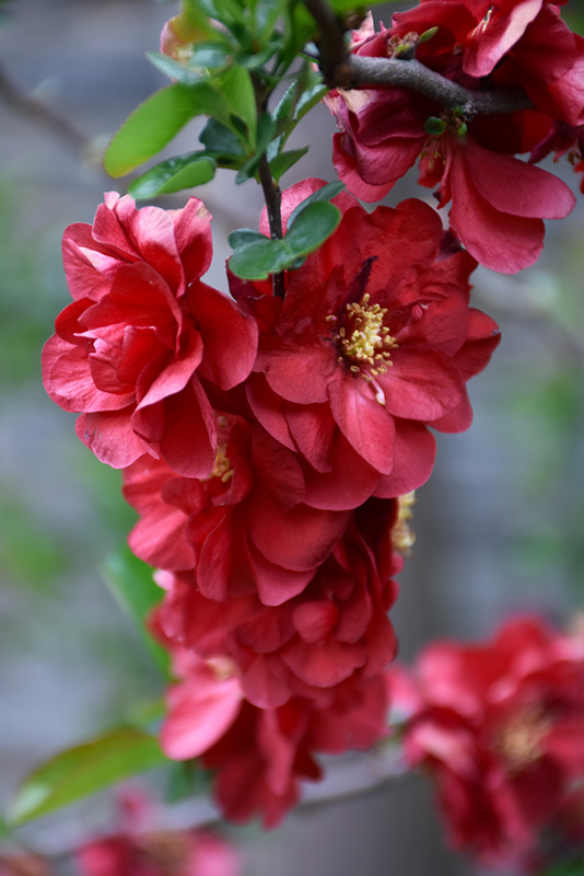 Double Take Scarlet Flowering Quince (Chaenomeles speciosa 'Scarlet Storm') at Tagawa Gardens
