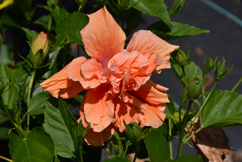 Double Peach Hibiscus (Hibiscus rosa-sinensis 'Double Peach') at Tagawa Gardens