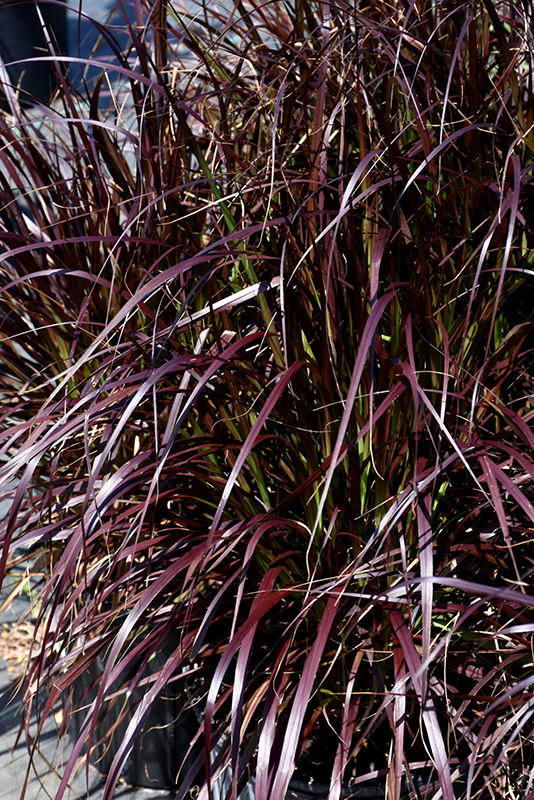 Purple Fountain Grass (Pennisetum setaceum 'Rubrum') at Tagawa Gardens