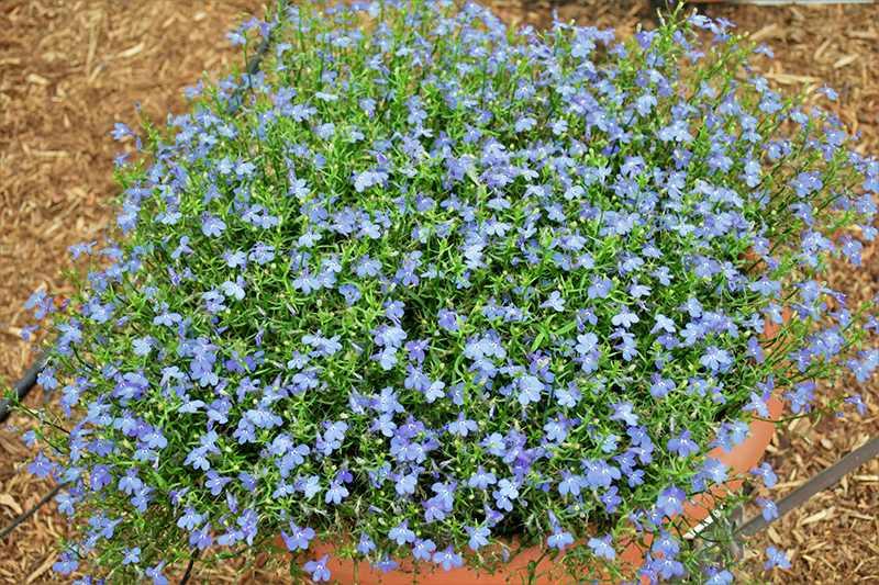 Techno Blue Lobelia (Lobelia erinus 'Techno Blue') at Tagawa Gardens