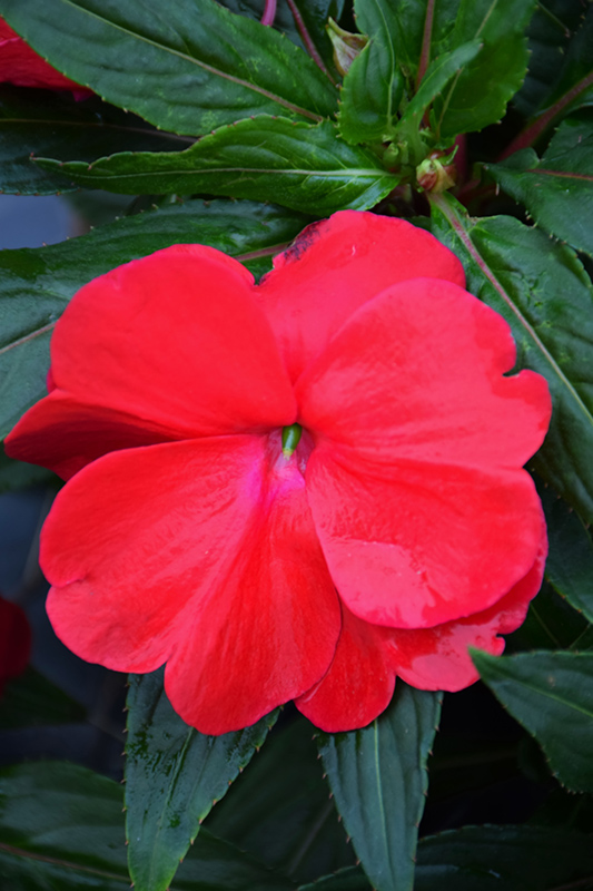 Sonic Red New Guinea Impatiens (Impatiens 'Sonic Red') at Tagawa Gardens