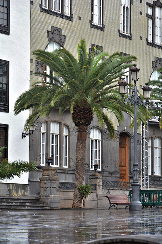 Canary Island Date Palm (Phoenix canariensis) at Tagawa Gardens