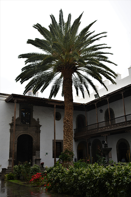Canary Island Date Palm (Phoenix canariensis) at Tagawa Gardens