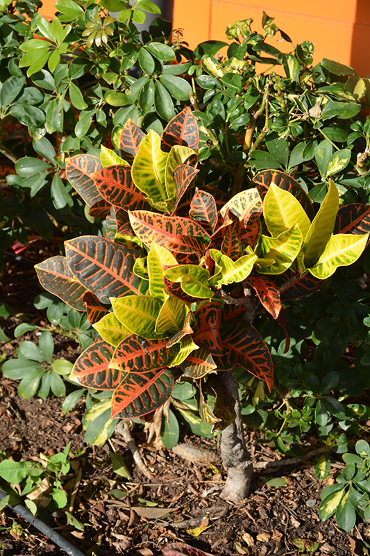 Variegated Croton (Codiaeum variegatum var. pictum) at Tagawa Gardens