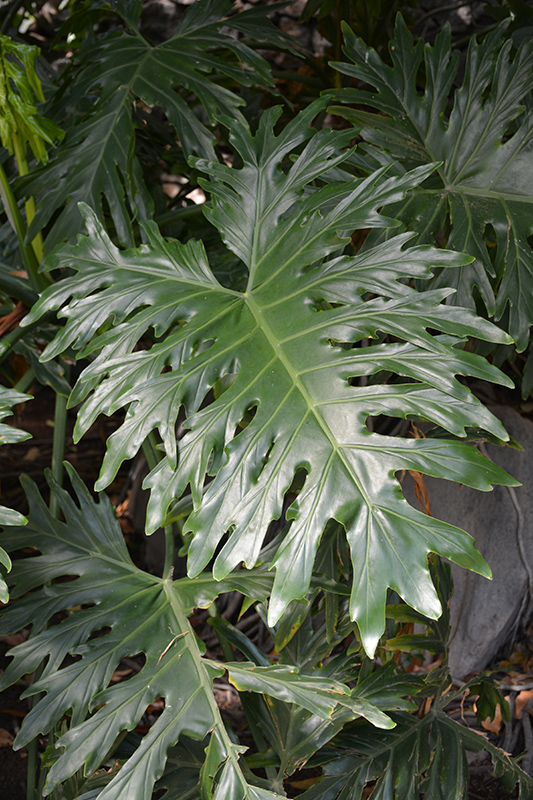 Tree Philodendron (Philodendron selloum) at Tagawa Gardens