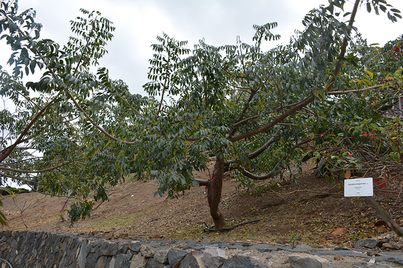 Peregrina (Jatropha integerrima) at Tagawa Gardens