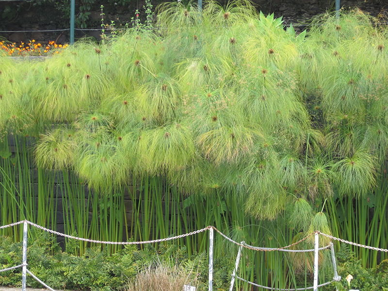 Papyrus (Cyperus papyrus) at Tagawa Gardens