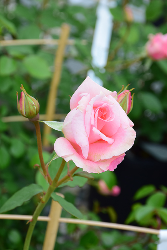 Pearly Gates Rose (Rosa 'WEKmeyer') at Tagawa Gardens