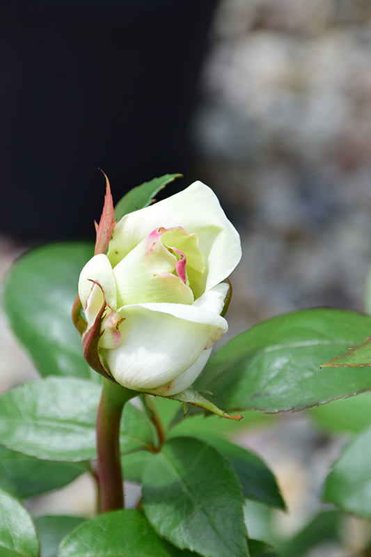 Sugar Moon Rose (Rosa 'WEKmemolo') at Tagawa Gardens