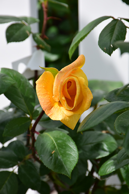 Oregold Rose (Rosa 'Oregold') at Tagawa Gardens