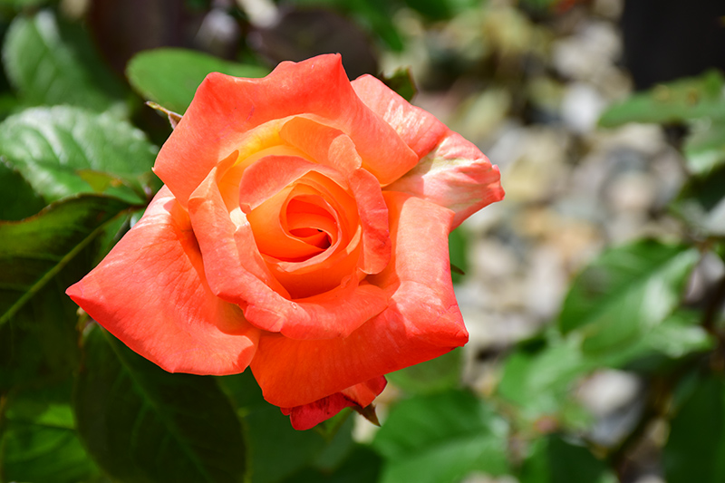 Octoberfest Rose (Rosa 'MAClanter') at Tagawa Gardens