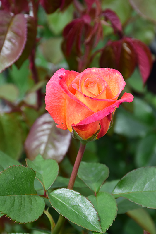 Sheila's Perfume Rose (Rosa 'Sheila's Perfume') at Tagawa Gardens