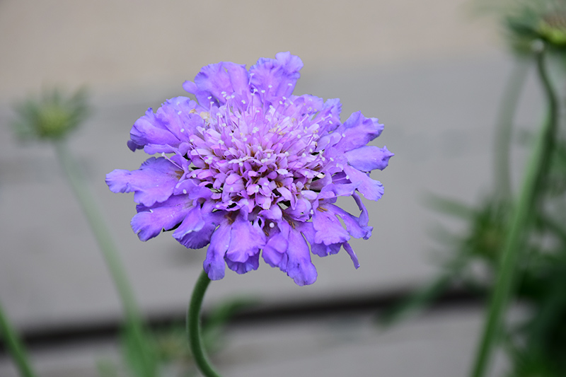 Butterfly Blue Pincushion Flower (Scabiosa 'Butterfly Blue') at Tagawa Gardens