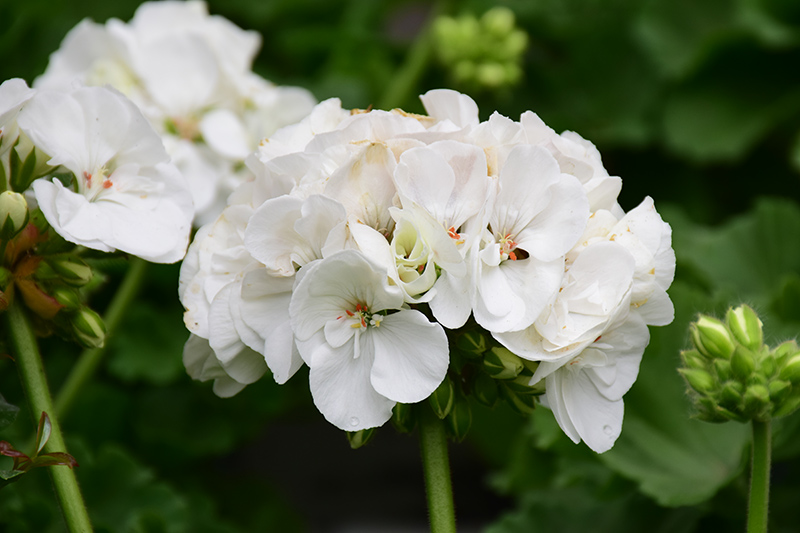 Americana White Geranium (Pelargonium 'Americana White') at Tagawa Gardens