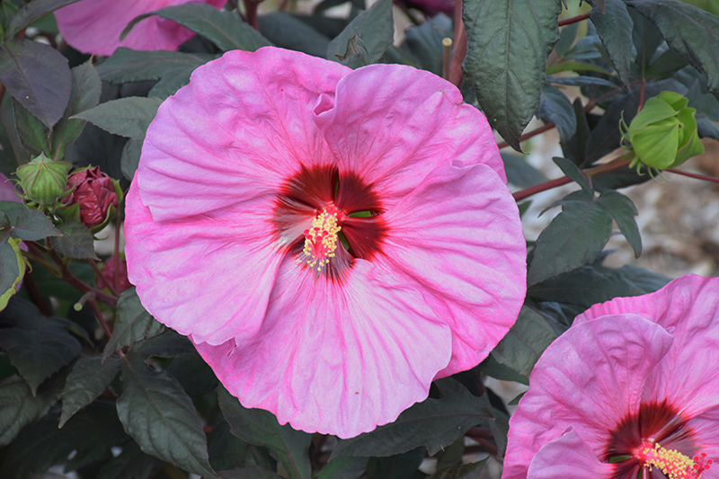 Summerific Berry Awesome Hibiscus (Hibiscus 'Berry Awesome') at Tagawa Gardens