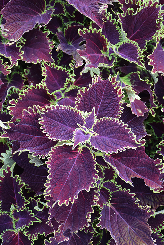 ColorBlaze Wicked Witch Coleus (Solenostemon scutellarioides 'Wicked Witch') at Tagawa Gardens