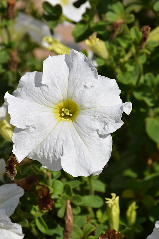 Dreams White Petunia (Petunia 'Dreams White') at Tagawa Gardens