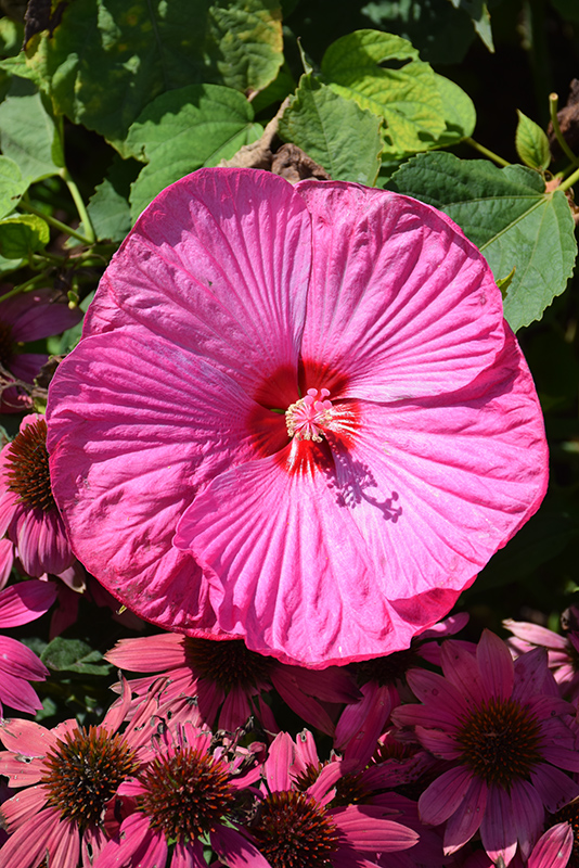 Luna Rose Hibiscus (Hibiscus moscheutos 'Luna Rose') at Tagawa Gardens