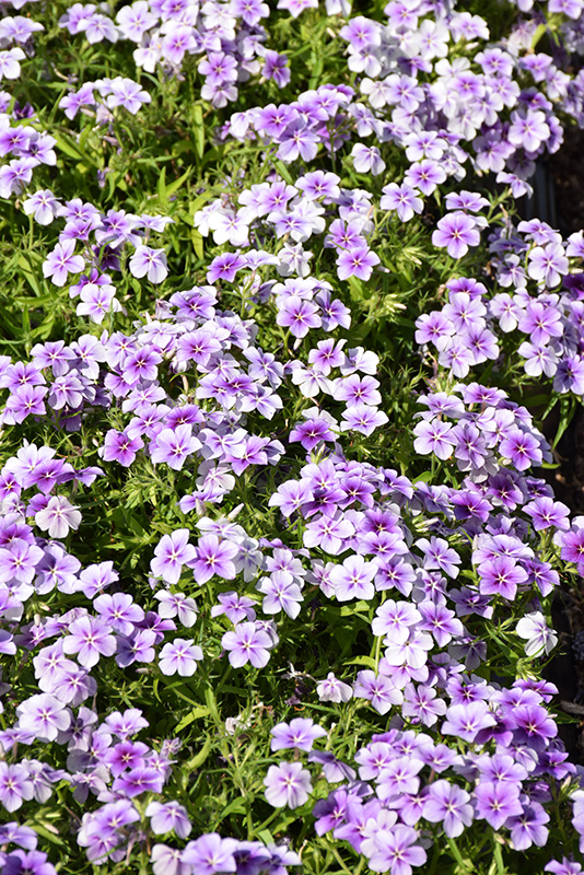Phloxy Lady Purple Sky Annual Phlox (Phlox 'Phloxy Lady Purple Sky') at Tagawa Gardens