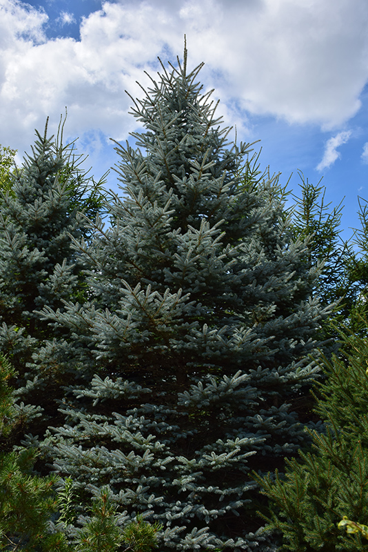 Baby Blue Eyes Spruce Picea Pungens Baby Blue Eyes In Denver Centennial Littleton Aurora Parker Colorado Co At awa Gardens