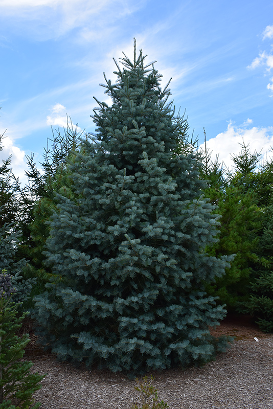 Bonny Blue Blue Spruce (Picea pungens 'Bonny Blue') at Tagawa Gardens