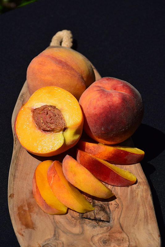 Elberta Peach (Prunus persica 'Elberta') at Tagawa Gardens