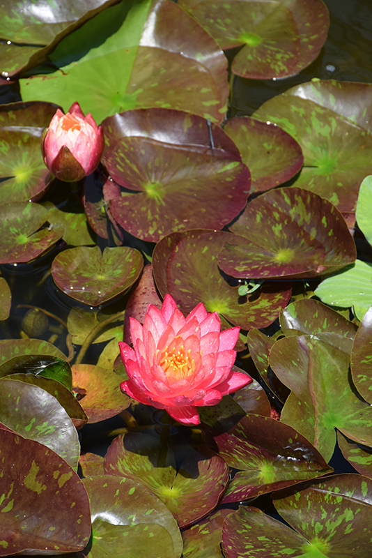 Wanvisa Hardy Water Lily (Nymphaea 'Wanvisa') at Tagawa Gardens