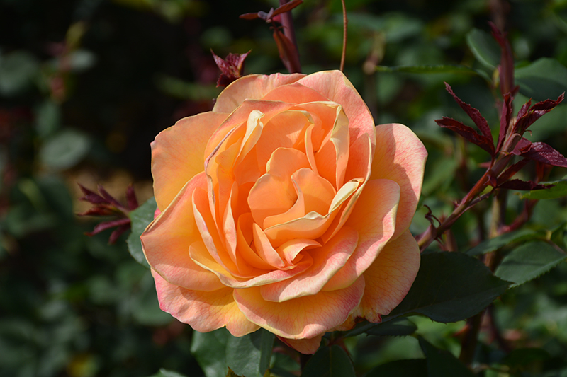 Strike It Rich Rose (Rosa 'Strike It Rich') at Tagawa Gardens