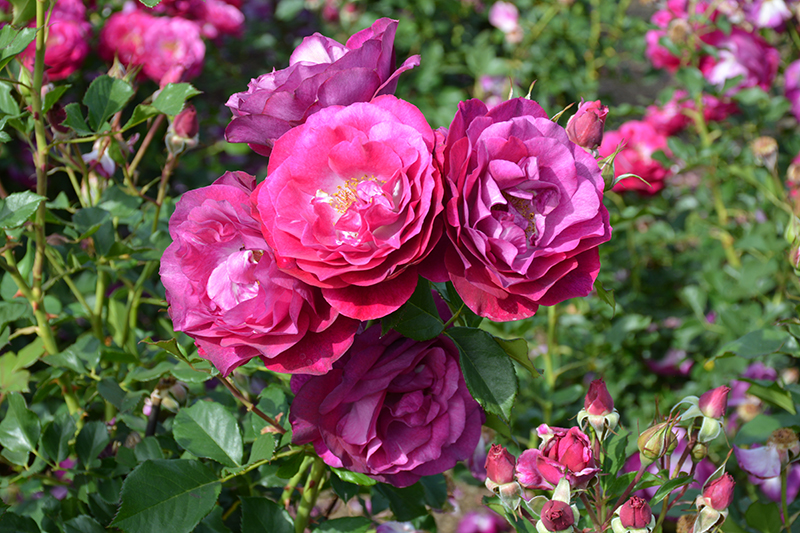 Wild Blue Yonder Rose (Rosa 'Wild Blue Yonder') at Tagawa Gardens