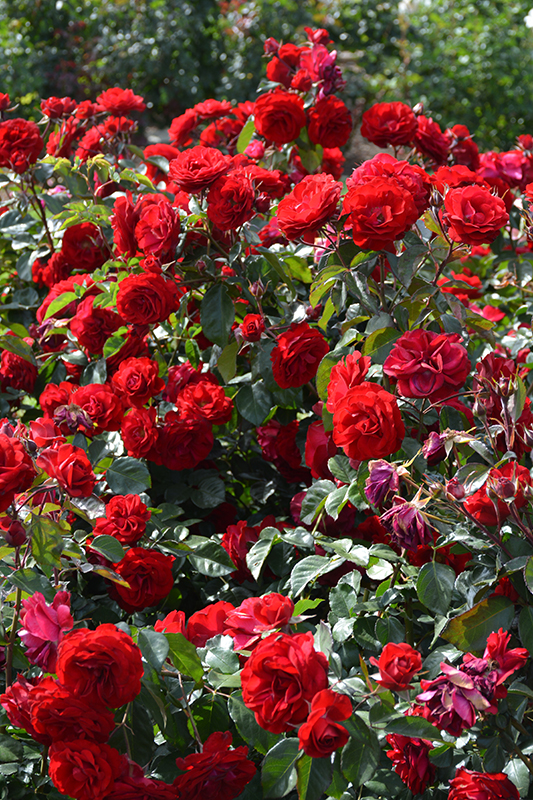 Europeana Rose (Rosa 'Europeana') at Tagawa Gardens